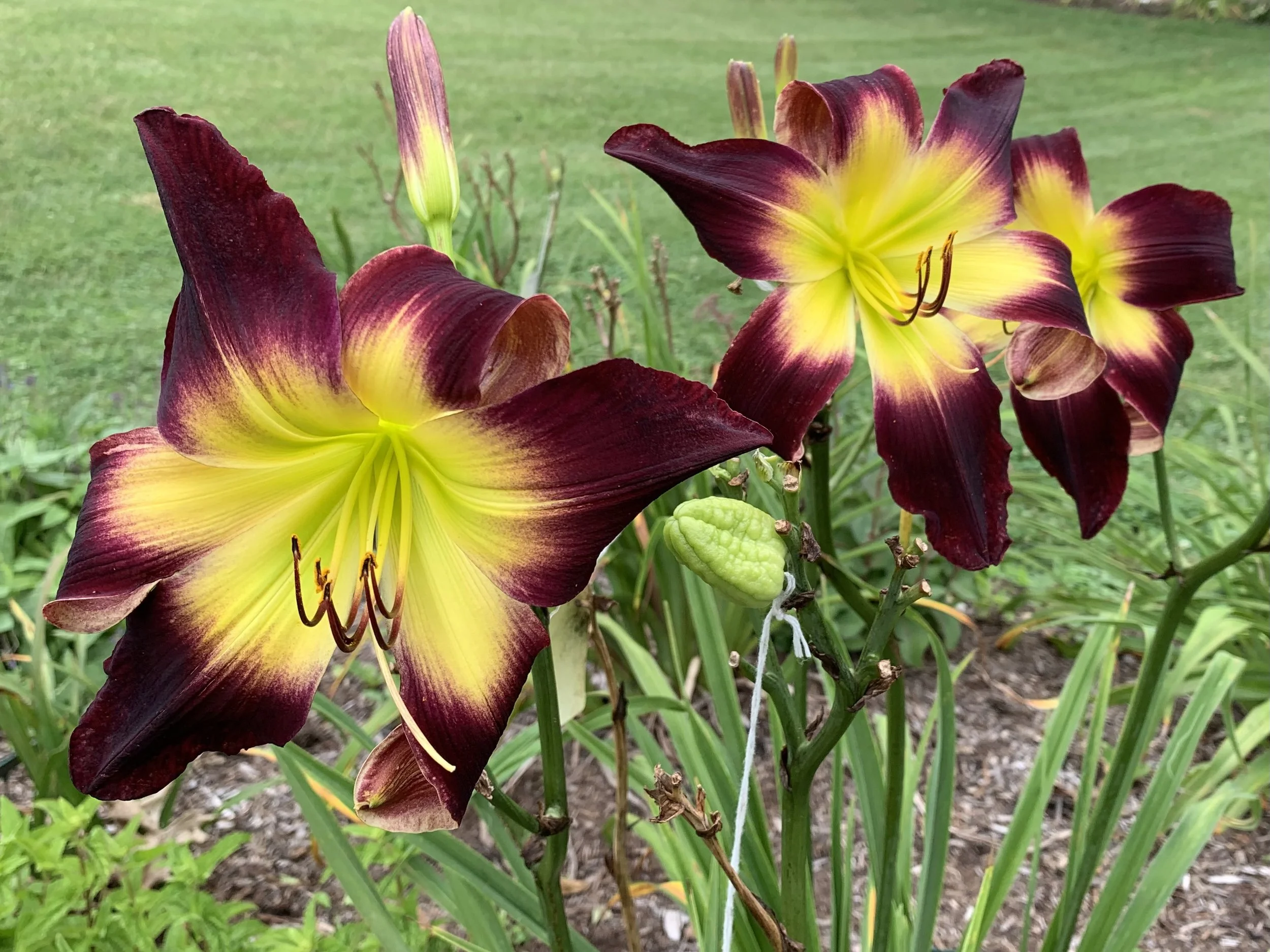 CRAZY CAT LADY — Blue Barn Daylilies